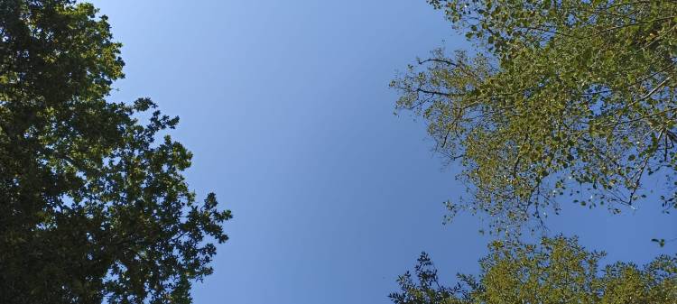 A clear blue sky framed by the green foliage of trees at the top of the image.