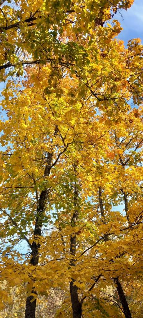 Studying at Vilnius University - the trees with the yellow leaves marking autumn