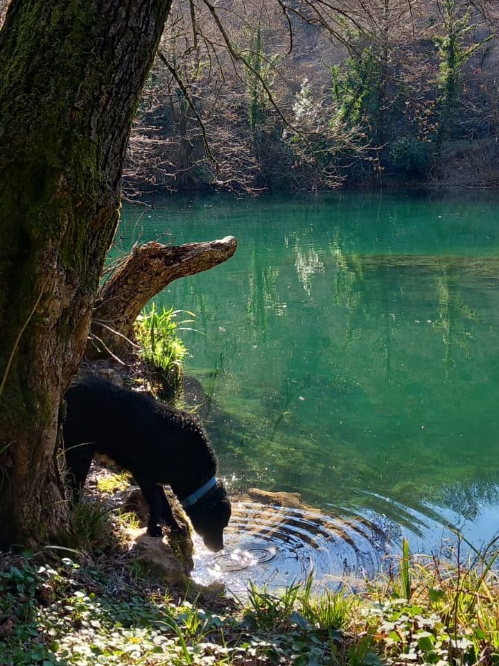 A black dog is drinking water from a serene, green-tinted lake, surrounded by trees and foliage.