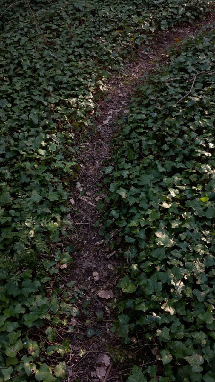 Narrow dirt path surrounded by lush green ivy in a forest setting.