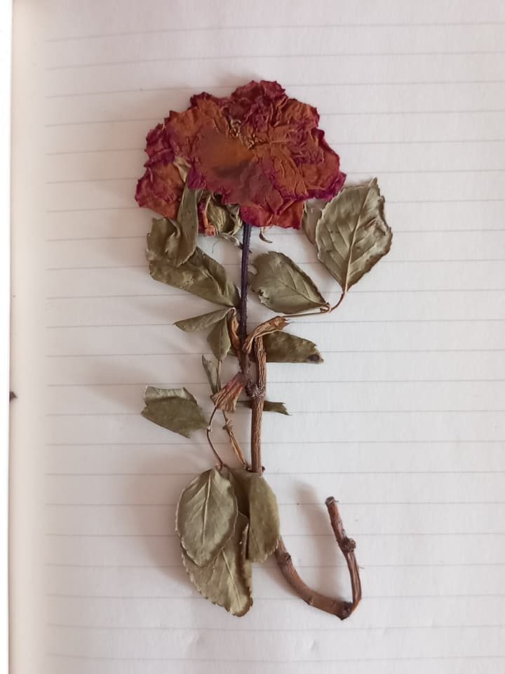 A dried rose with red petals and green leaves, mounted on lined notebook paper.