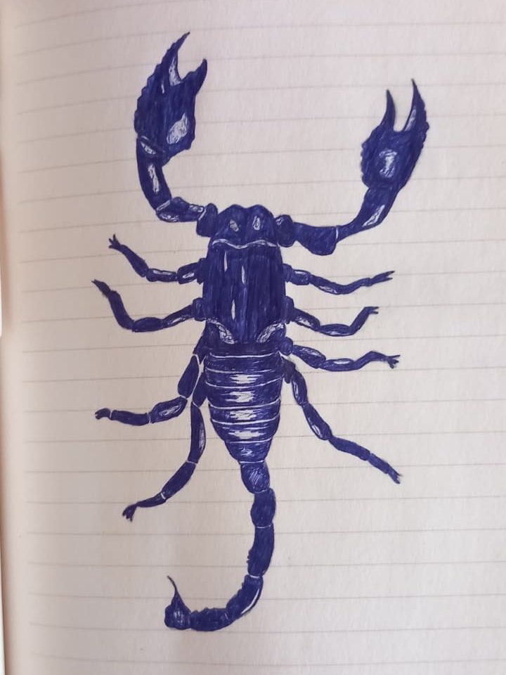 A detailed hand-drawn illustration of a scorpion in blue ink on lined notebook paper.