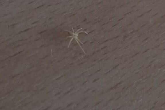 A small spider on a wooden surface.