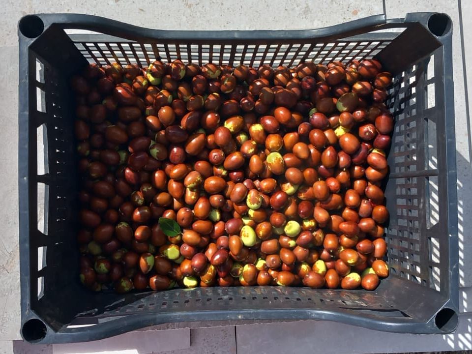 A black plastic basket filled with ripe red and yellow dates, resting on a paved surface.