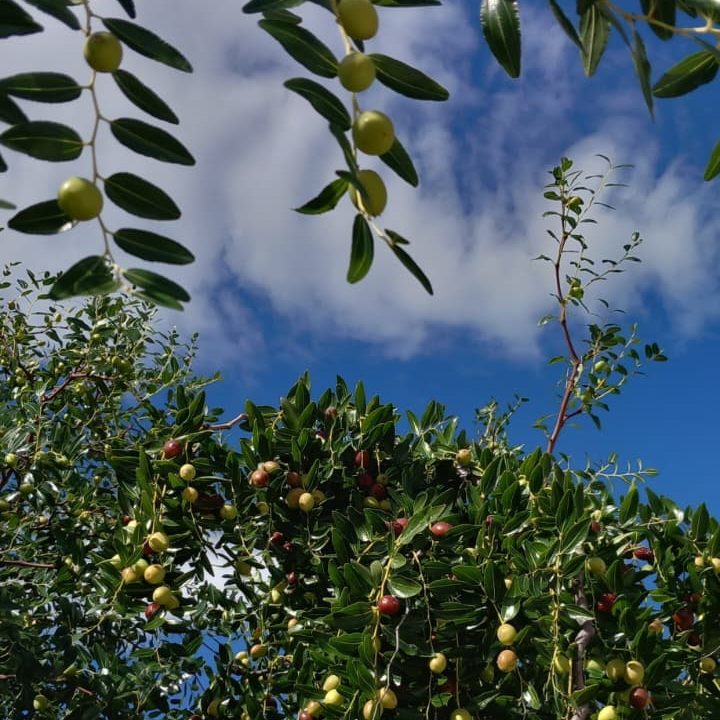 Close-up of a fruit-laden tree with green leaves and various colored fruits against a blue sky with clouds.