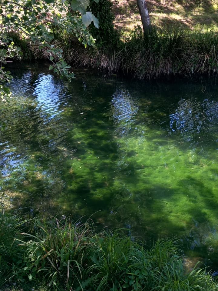A tranquil stream with clear water reflecting sunlight, surrounded by lush green grass and trees.