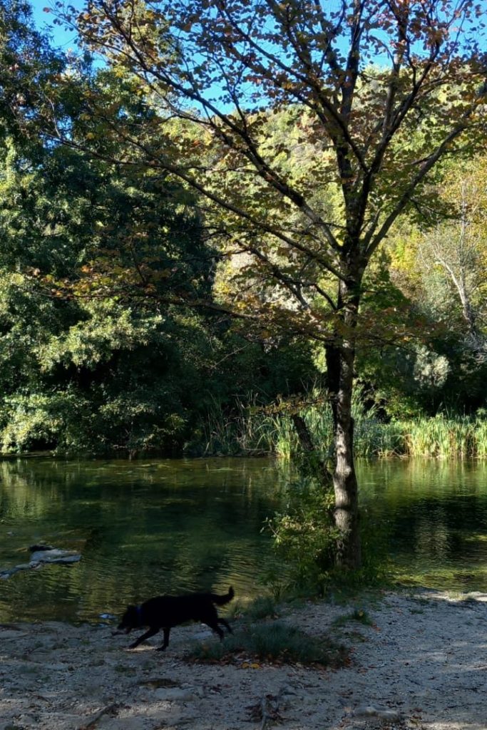 A black dog walking near a river bank surrounded by lush greenery and a tree on a sunny day.