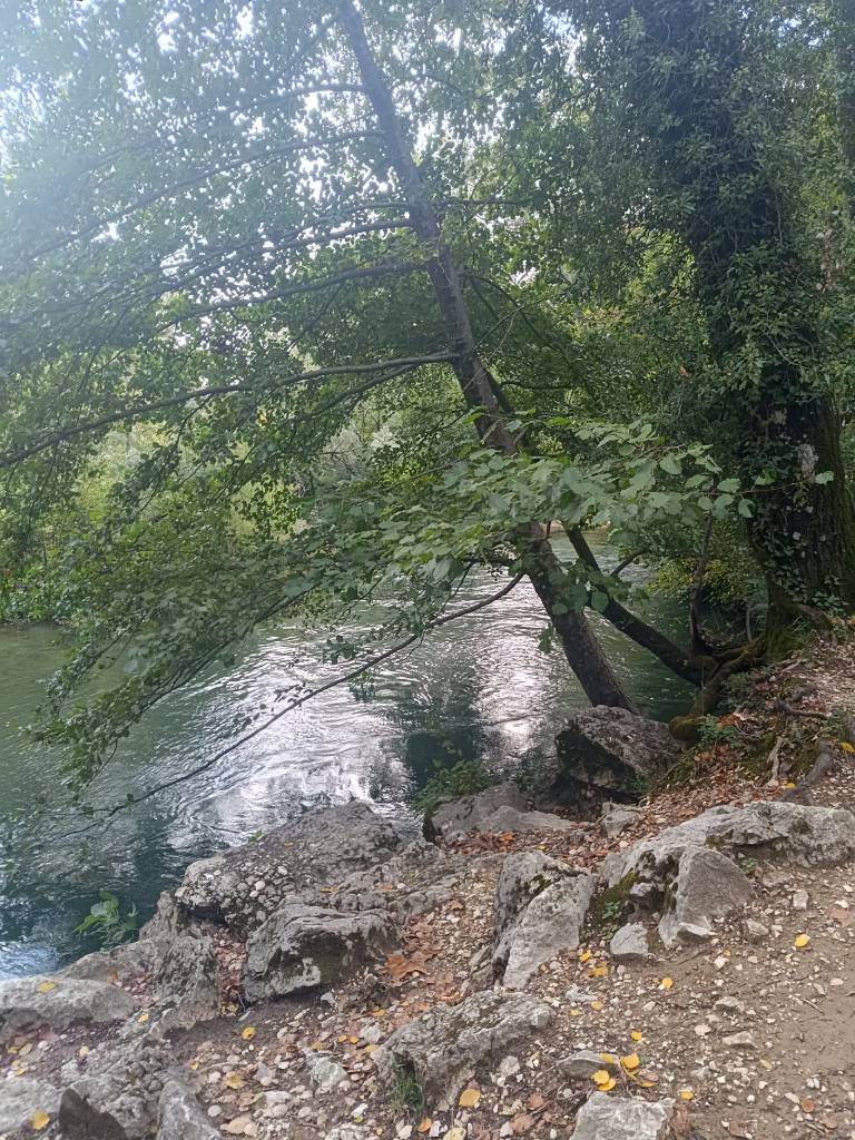 Riverbank scene with lush greenery, a large tree leaning over the water, and rocky terrain.
