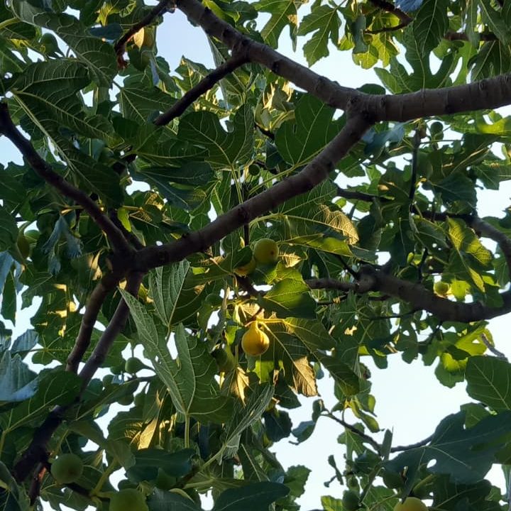 Close-up view of a fig tree with green leaves and ripe figs hanging from the branches against a clear sky.