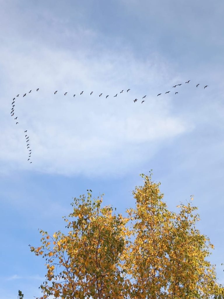 A flock of birds flying in a V formation across a clear blue sky, with autumn leaves of a tree in the foreground.