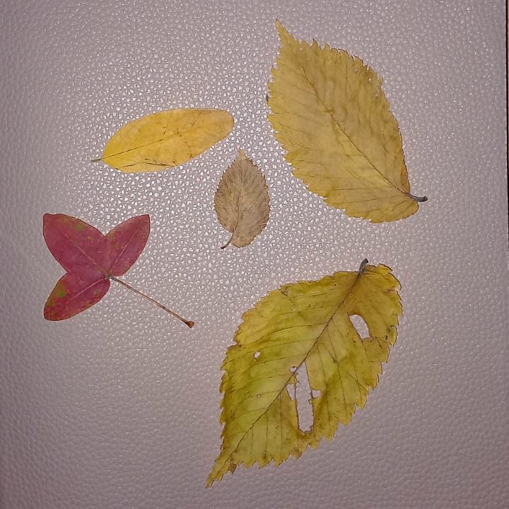 A collection of various autumn leaves in shades of yellow and red arranged on a textured surface.