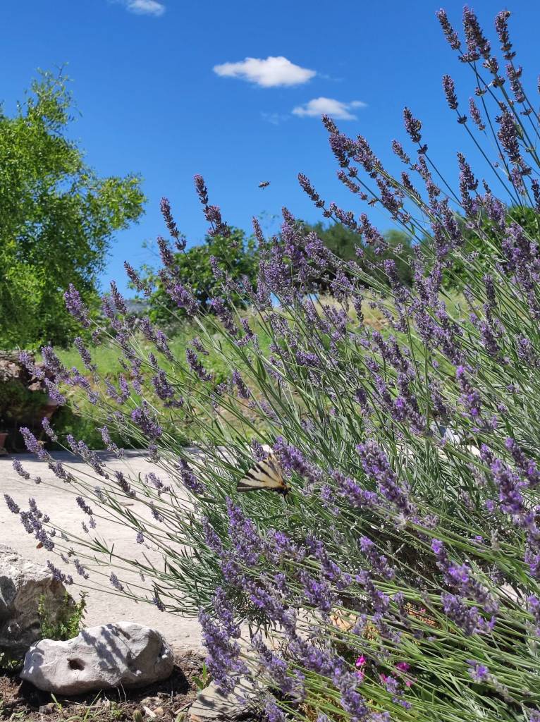 Lavender flowers in full bloom with green foliage and a clear blue sky in the background, featuring a butterfly and a bee.
