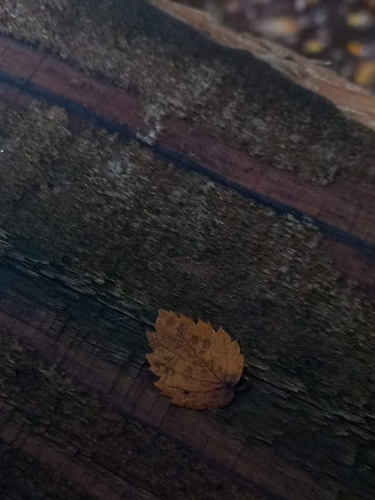 A close-up of a small brown leaf resting on a textured wooden surface.