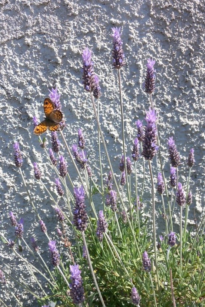 A butterfly resting on lavender flowers in front of a textured wall.