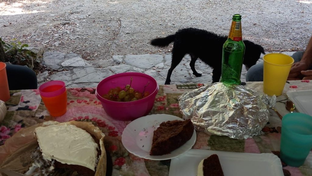 A table set outdoors featuring a variety of food items, including a chocolate cake with frosting, grapes in a pink bowl, and a covered dish. Colorful plastic cups are on the table, with a green bottle in the background. A black dog is walking nearby.