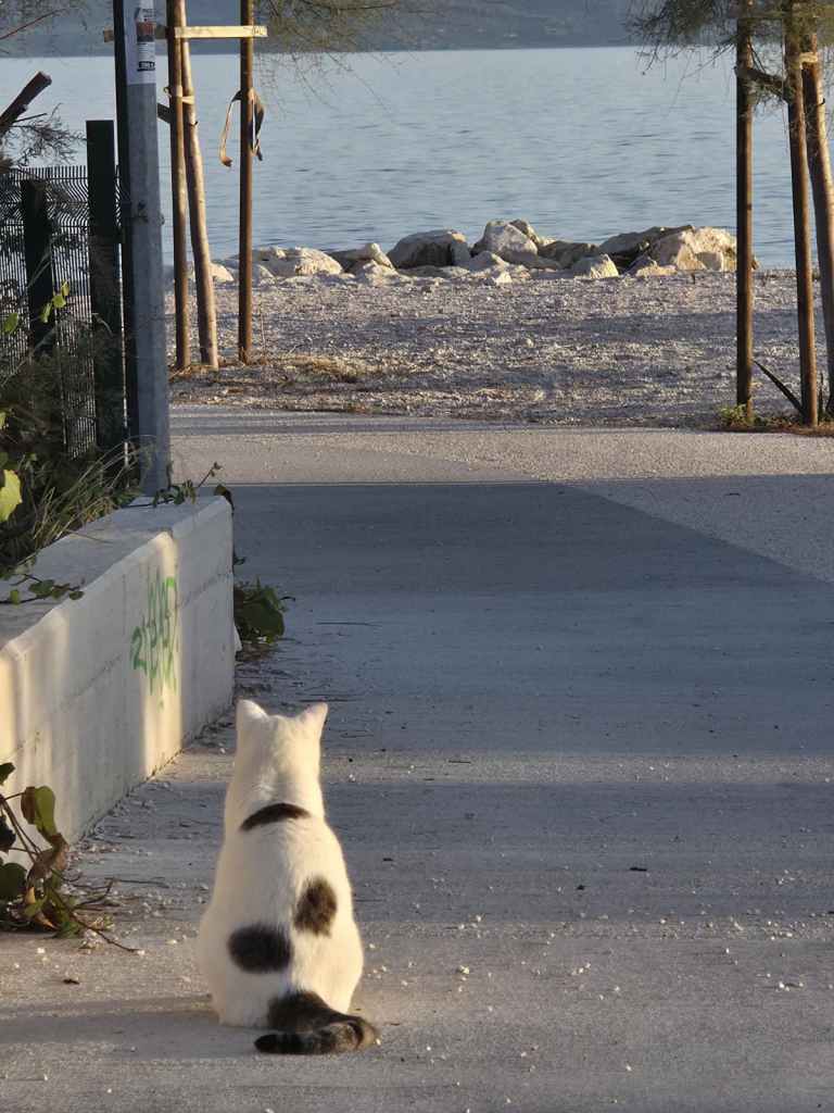A white cat with black spots sitting on a pathway, facing a beach with rocks and water in the background.