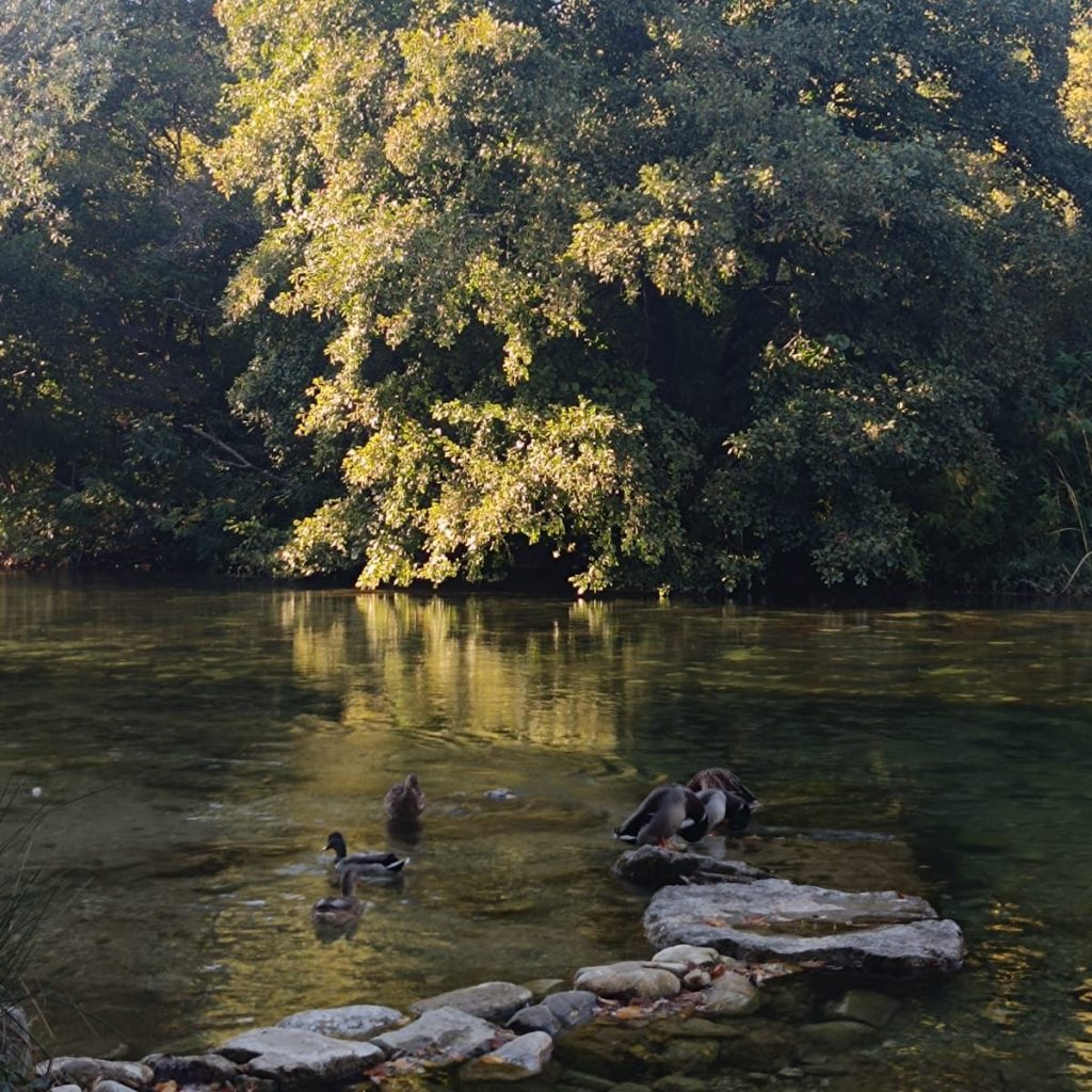 A serene river scene featuring a group of ducks swimming near a rocky shoreline, surrounded by lush green trees reflecting in the water.