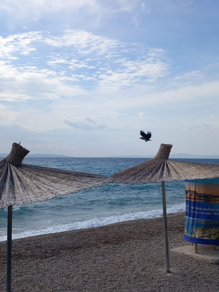 A beach scene with two straw sunshades, a calm sea in the background, and a bird flying above the water under a partly cloudy sky.