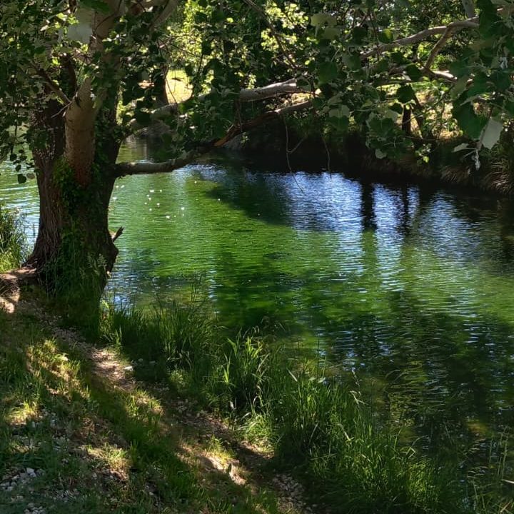 A serene river scene featuring lush green foliage and crystal-clear water reflecting sunlight, surrounded by grass and trees.